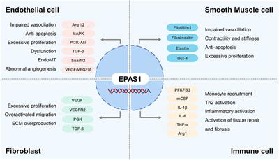 Updated perspective of EPAS1 and the role in pulmonary hypertension